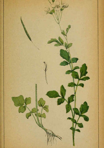 Reproducción/Reproduction 6032214268: Choix de plantes de l'Europe centrale et particulièrement de la Suisse et de la Savoie Genève,F. Richard,1878