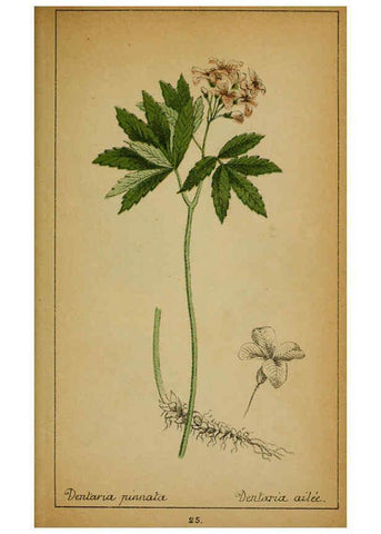 Reproducción/Reproduction 6031656343: Choix de plantes de l'Europe centrale et particulièrement de la Suisse et de la Savoie Genève,F. Richard,1878