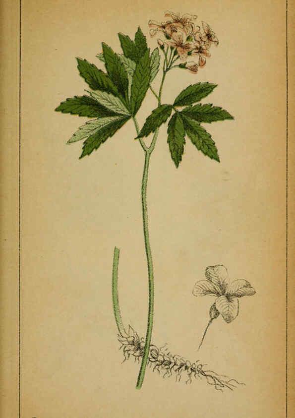 Reproducción/Reproduction 6031656343: Choix de plantes de l'Europe centrale et particulièrement de la Suisse et de la Savoie Genève,F. Richard,1878