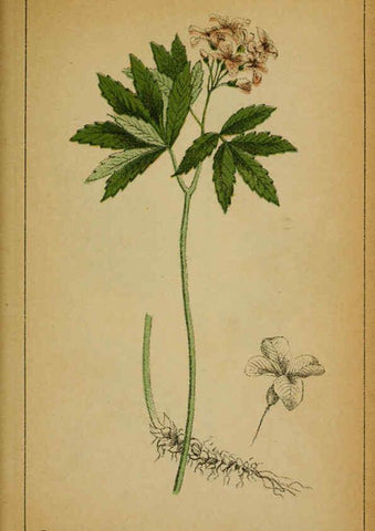 Reproducción/Reproduction 6031656343: Choix de plantes de l'Europe centrale et particulièrement de la Suisse et de la Savoie Genève,F. Richard,1878