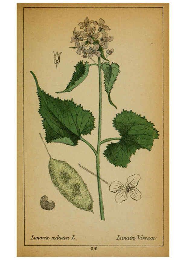 Reproducción/Reproduction 6032214702: Choix de plantes de l'Europe centrale et particulièrement de la Suisse et de la Savoie Genève,F. Richard,1878
