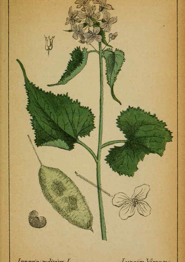 Reproducción/Reproduction 6032214702: Choix de plantes de l'Europe centrale et particulièrement de la Suisse et de la Savoie Genève,F. Richard,1878
