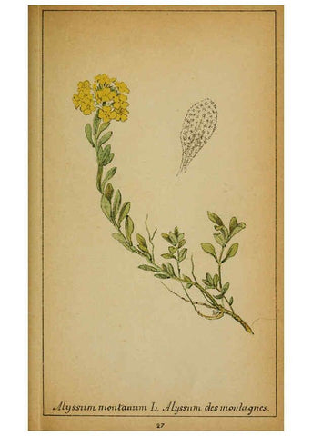 Reproducción/Reproduction 6031656795: Choix de plantes de l'Europe centrale et particulièrement de la Suisse et de la Savoie Genève,F. Richard,1878