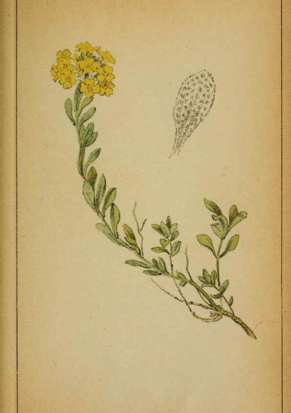 Reproducción/Reproduction 6031656795: Choix de plantes de l'Europe centrale et particulièrement de la Suisse et de la Savoie Genève,F. Richard,1878