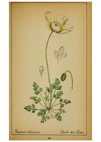 Reproducción/Reproduction 6032213514: Choix de plantes de l'Europe centrale et particulièrement de la Suisse et de la Savoie Genève,F. Richard,1878