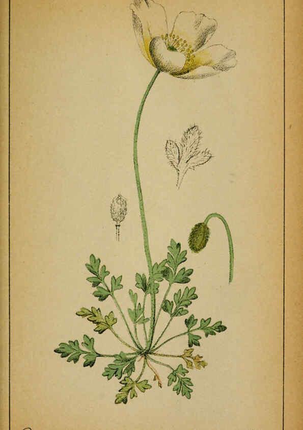 Reproducción/Reproduction 6032213514: Choix de plantes de l'Europe centrale et particulièrement de la Suisse et de la Savoie Genève,F. Richard,1878
