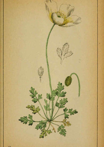 Reproducción/Reproduction 6032213514: Choix de plantes de l'Europe centrale et particulièrement de la Suisse et de la Savoie Genève,F. Richard,1878