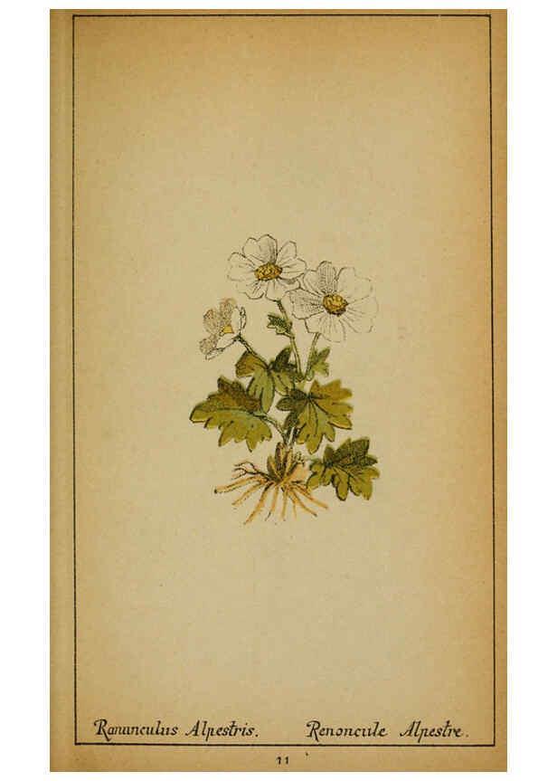 Reproducción/Reproduction 6031653283: Choix de plantes de l'Europe centrale et particulièrement de la Suisse et de la Savoie Genève,F. Richard,1878
