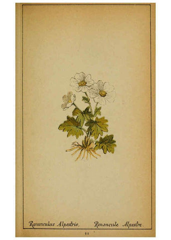 Reproducción/Reproduction 6031653283: Choix de plantes de l'Europe centrale et particulièrement de la Suisse et de la Savoie Genève,F. Richard,1878