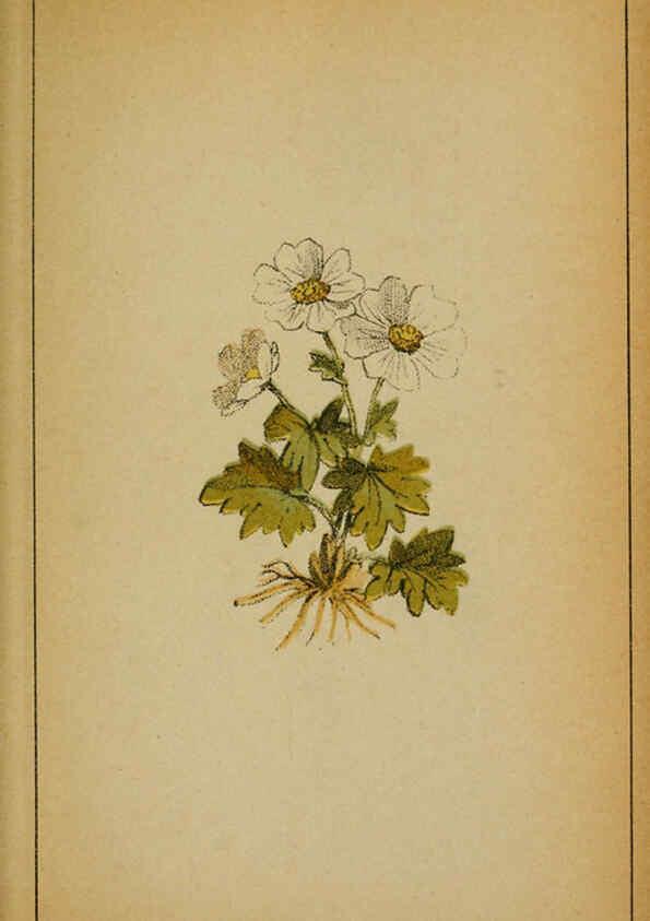 Reproducción/Reproduction 6031653283: Choix de plantes de l'Europe centrale et particulièrement de la Suisse et de la Savoie Genève,F. Richard,1878
