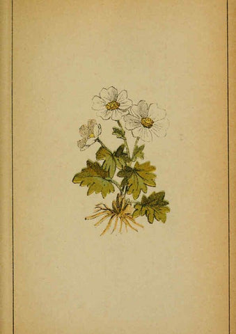 Reproducción/Reproduction 6031653283: Choix de plantes de l'Europe centrale et particulièrement de la Suisse et de la Savoie Genève,F. Richard,1878