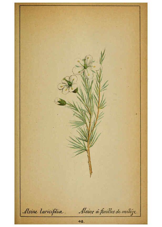 Reproducción/Reproduction 6031660993: Choix de plantes de l'Europe centrale et particulièrement de la Suisse et de la Savoie Genève,F. Richard,1878