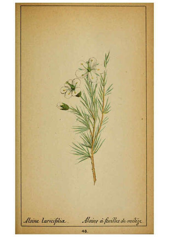 Reproducción/Reproduction 6031660993: Choix de plantes de l'Europe centrale et particulièrement de la Suisse et de la Savoie Genève,F. Richard,1878