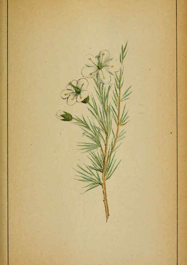 Reproducción/Reproduction 6031660993: Choix de plantes de l'Europe centrale et particulièrement de la Suisse et de la Savoie Genève,F. Richard,1878