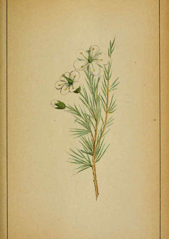Reproducción/Reproduction 6031660993: Choix de plantes de l'Europe centrale et particulièrement de la Suisse et de la Savoie Genève,F. Richard,1878