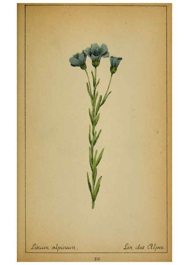 Reproducción/Reproduction 6031661367: Choix de plantes de l'Europe centrale et particulièrement de la Suisse et de la Savoie Genève,F. Richard,1878