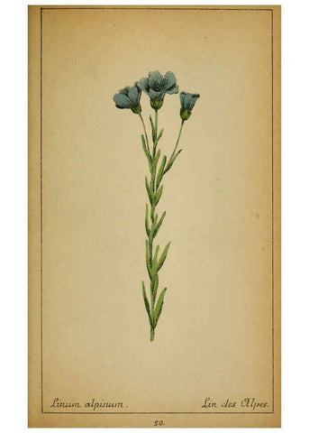Reproducción/Reproduction 6031661367: Choix de plantes de l'Europe centrale et particulièrement de la Suisse et de la Savoie Genève,F. Richard,1878