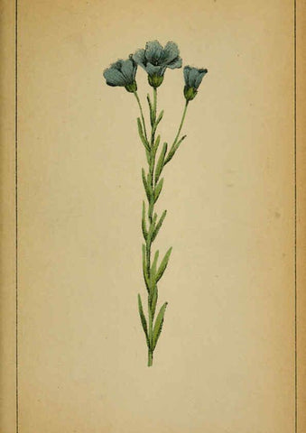Reproducción/Reproduction 6031661367: Choix de plantes de l'Europe centrale et particulièrement de la Suisse et de la Savoie Genève,F. Richard,1878
