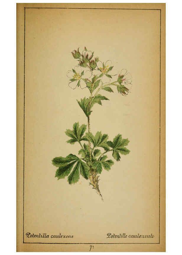 Reproducción/Reproduction 6032223800: Choix de plantes de l'Europe centrale et particulièrement de la Suisse et de la Savoie Genève,F. Richard,1878