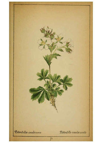 Reproducción/Reproduction 6032223800: Choix de plantes de l'Europe centrale et particulièrement de la Suisse et de la Savoie Genève,F. Richard,1878