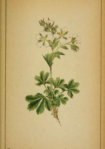 Reproducción/Reproduction 6032223800: Choix de plantes de l'Europe centrale et particulièrement de la Suisse et de la Savoie Genève,F. Richard,1878
