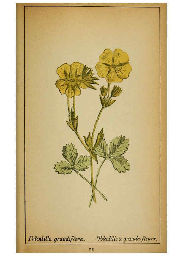 Reproducción/Reproduction 6031665681: Choix de plantes de l'Europe centrale et particulièrement de la Suisse et de la Savoie Genève,F. Richard,1878
