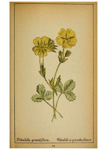 Reproducción/Reproduction 6031665681: Choix de plantes de l'Europe centrale et particulièrement de la Suisse et de la Savoie Genève,F. Richard,1878
