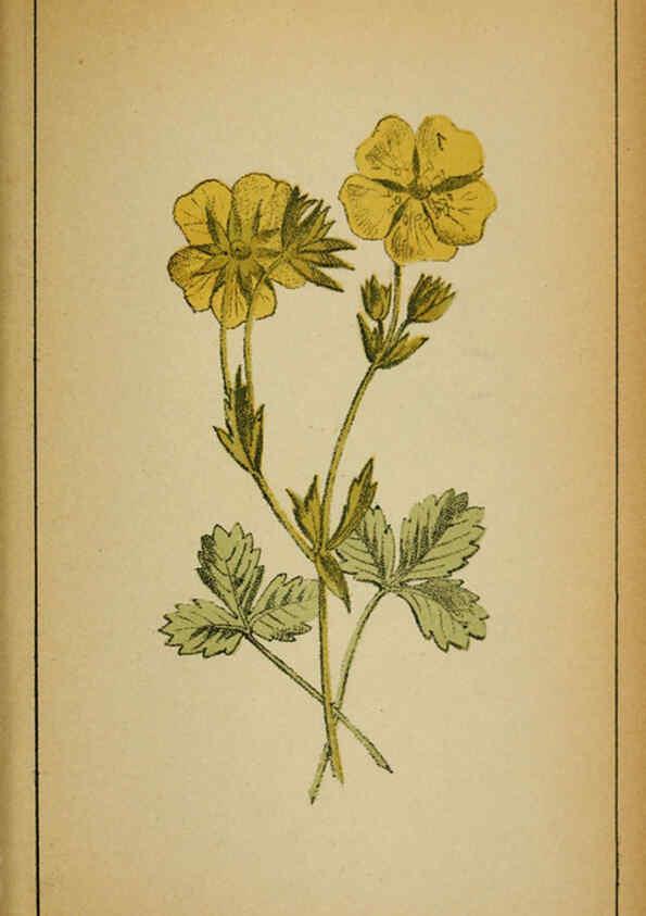 Reproducción/Reproduction 6031665681: Choix de plantes de l'Europe centrale et particulièrement de la Suisse et de la Savoie Genève,F. Richard,1878