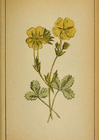 Reproducción/Reproduction 6031665681: Choix de plantes de l'Europe centrale et particulièrement de la Suisse et de la Savoie Genève,F. Richard,1878