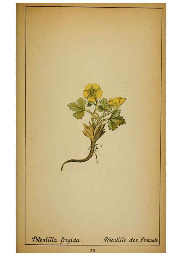Reproducción/Reproduction 6031665839: Choix de plantes de l'Europe centrale et particulièrement de la Suisse et de la Savoie Genève,F. Richard,1878