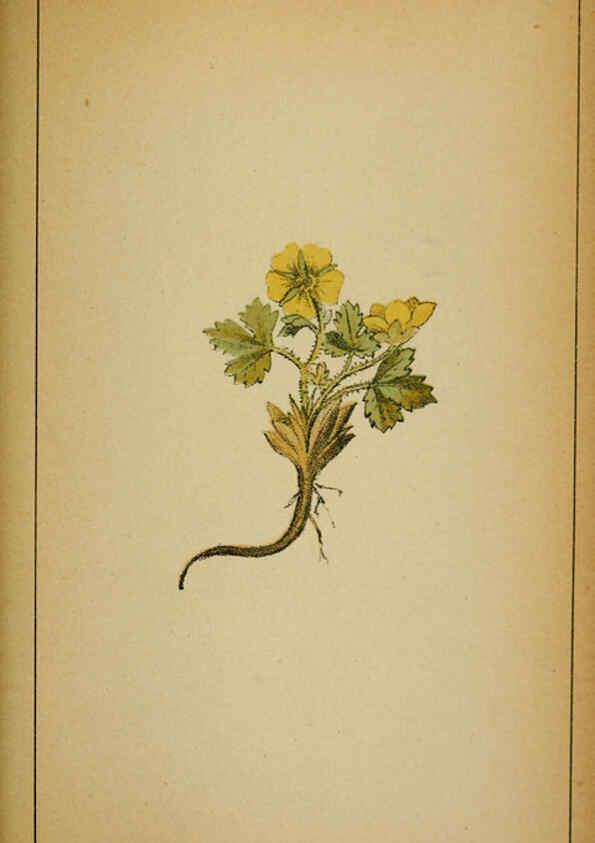 Reproducción/Reproduction 6031665839: Choix de plantes de l'Europe centrale et particulièrement de la Suisse et de la Savoie Genève,F. Richard,1878