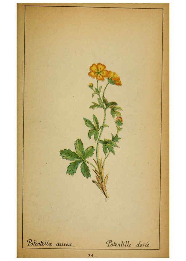 Reproducción/Reproduction 6031665961: Choix de plantes de l'Europe centrale et particulièrement de la Suisse et de la Savoie Genève,F. Richard,1878