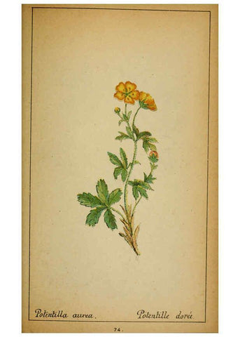 Reproducción/Reproduction 6031665961: Choix de plantes de l'Europe centrale et particulièrement de la Suisse et de la Savoie Genève,F. Richard,1878