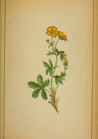 Reproducción/Reproduction 6031665961: Choix de plantes de l'Europe centrale et particulièrement de la Suisse et de la Savoie Genève,F. Richard,1878