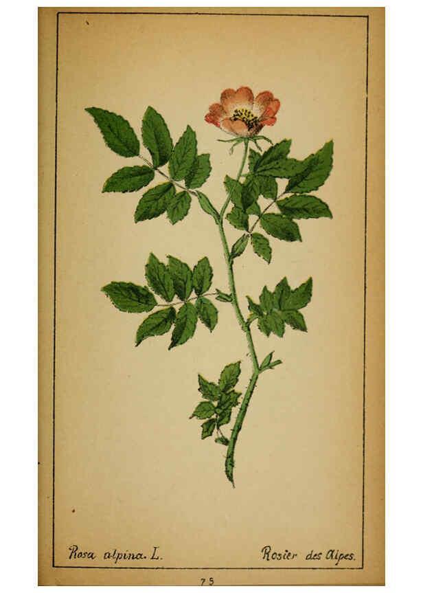 Reproducción/Reproduction 6032224352: Choix de plantes de l'Europe centrale et particulièrement de la Suisse et de la Savoie Genève,F. Richard,1878