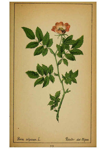 Reproducción/Reproduction 6032224352: Choix de plantes de l'Europe centrale et particulièrement de la Suisse et de la Savoie Genève,F. Richard,1878