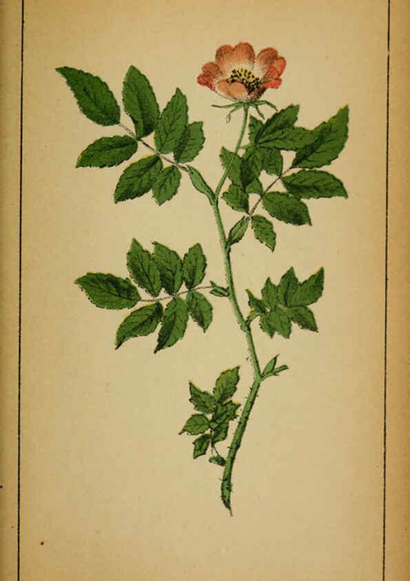 Reproducción/Reproduction 6032224352: Choix de plantes de l'Europe centrale et particulièrement de la Suisse et de la Savoie Genève,F. Richard,1878