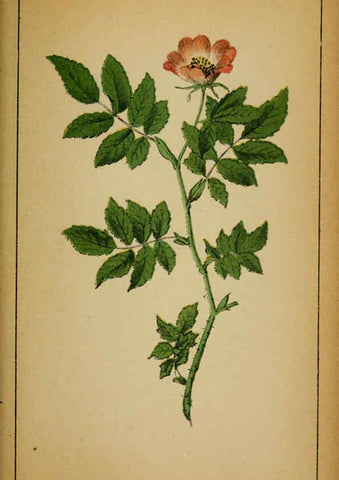 Reproducción/Reproduction 6032224352: Choix de plantes de l'Europe centrale et particulièrement de la Suisse et de la Savoie Genève,F. Richard,1878