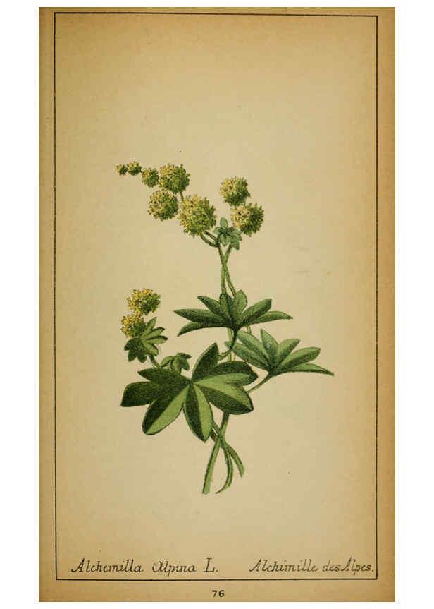 Reproducción/Reproduction 6032224504: Choix de plantes de l'Europe centrale et particulièrement de la Suisse et de la Savoie Genève,F. Richard,1878
