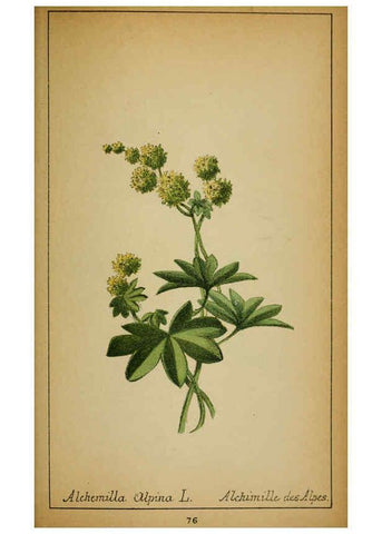Reproducción/Reproduction 6032224504: Choix de plantes de l'Europe centrale et particulièrement de la Suisse et de la Savoie Genève,F. Richard,1878