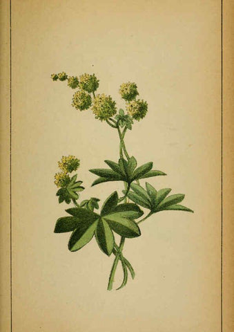 Reproducción/Reproduction 6032224504: Choix de plantes de l'Europe centrale et particulièrement de la Suisse et de la Savoie Genève,F. Richard,1878