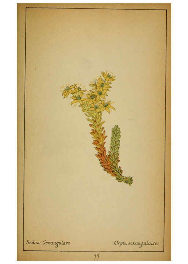 Reproducción/Reproduction 6032224646: Choix de plantes de l'Europe centrale et particulièrement de la Suisse et de la Savoie Genève,F. Richard,1878