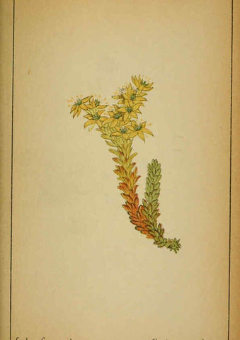 Reproducción/Reproduction 6032224646: Choix de plantes de l'Europe centrale et particulièrement de la Suisse et de la Savoie Genève,F. Richard,1878