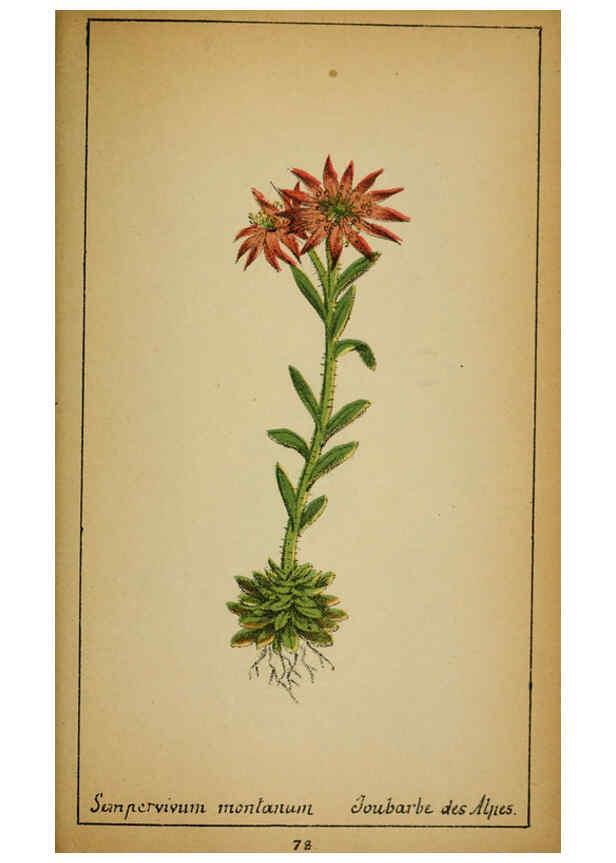 Reproducción/Reproduction 6032224830: Choix de plantes de l'Europe centrale et particulièrement de la Suisse et de la Savoie Genève,F. Richard,1878