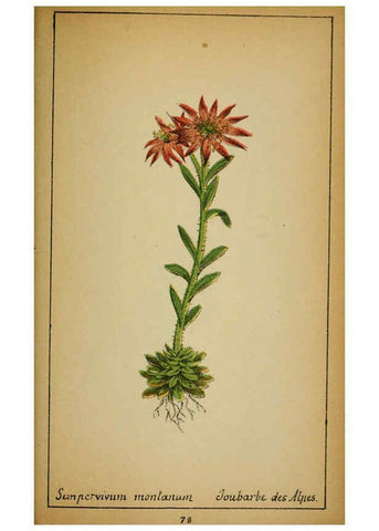 Reproducción/Reproduction 6032224830: Choix de plantes de l'Europe centrale et particulièrement de la Suisse et de la Savoie Genève,F. Richard,1878