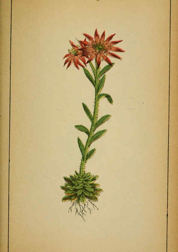 Reproducción/Reproduction 6032224830: Choix de plantes de l'Europe centrale et particulièrement de la Suisse et de la Savoie Genève,F. Richard,1878