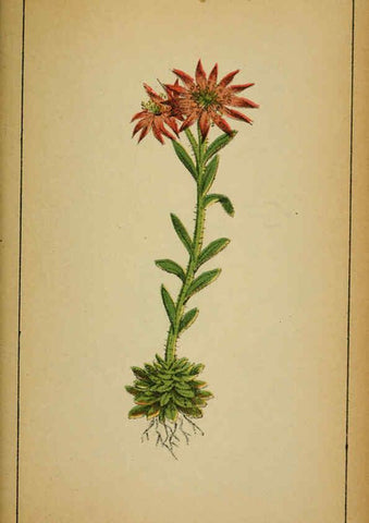 Reproducción/Reproduction 6032224830: Choix de plantes de l'Europe centrale et particulièrement de la Suisse et de la Savoie Genève,F. Richard,1878