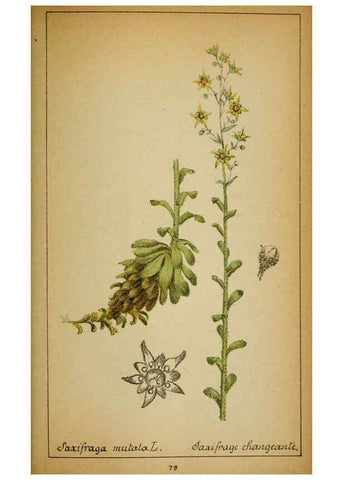 Reproducción/Reproduction 6032225026: Choix de plantes de l'Europe centrale et particulièrement de la Suisse et de la Savoie Genève,F. Richard,1878