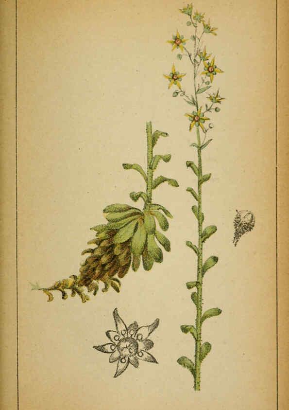 Reproducción/Reproduction 6032225026: Choix de plantes de l'Europe centrale et particulièrement de la Suisse et de la Savoie Genève,F. Richard,1878