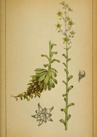 Reproducción/Reproduction 6032225026: Choix de plantes de l'Europe centrale et particulièrement de la Suisse et de la Savoie Genève,F. Richard,1878